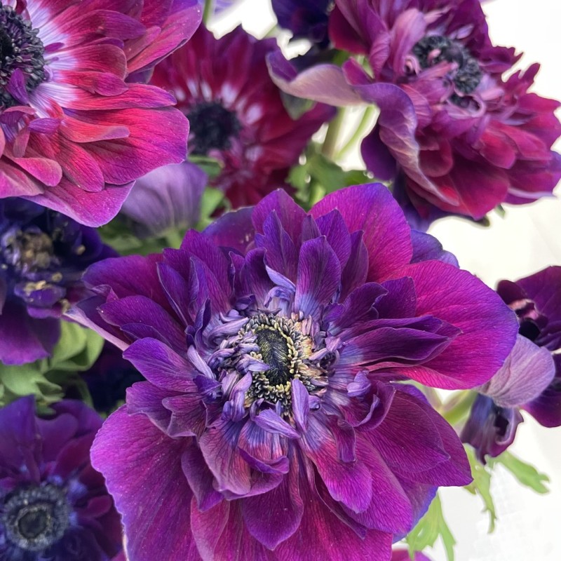 Anemone coronaria MISTRAL® 'Bordeaux'