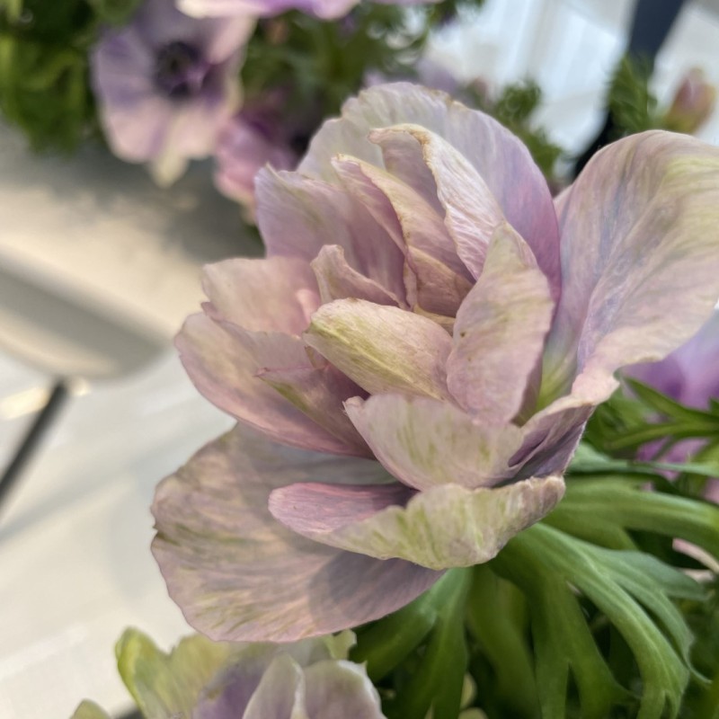 Anemone coronaria MISTRAL® 'Pale'