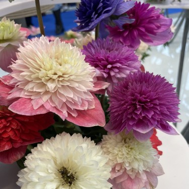 Anemone coronaria LEVANTE®-mix-