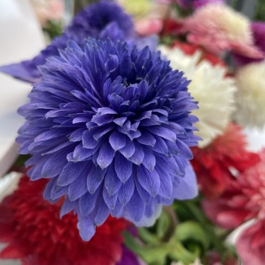 Anemone coronaria LEVANTE®-mix-