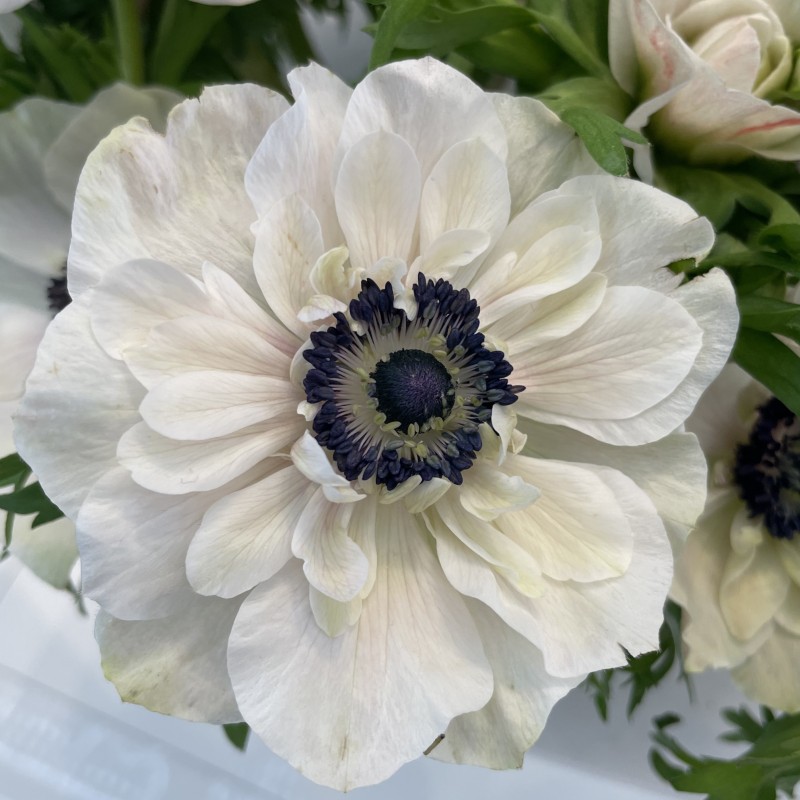 Anemone coronaria MISTRAL PLUS® 'Panda'