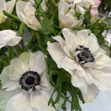 Anemone coronaria MISTRAL PLUS® 'Panda'