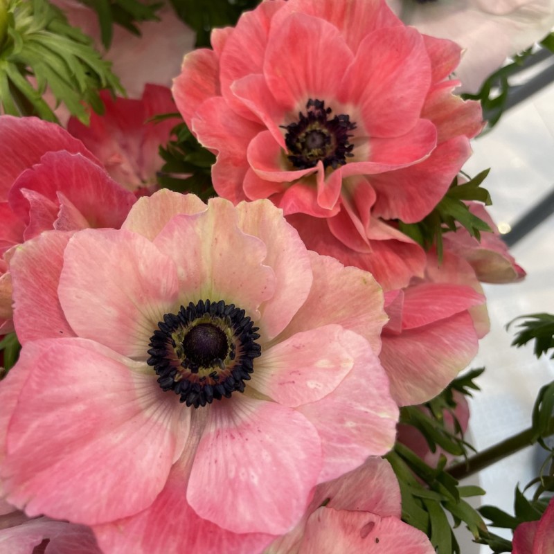 Anemone coronaria MISTRAL PLUS® 'Pinkie'