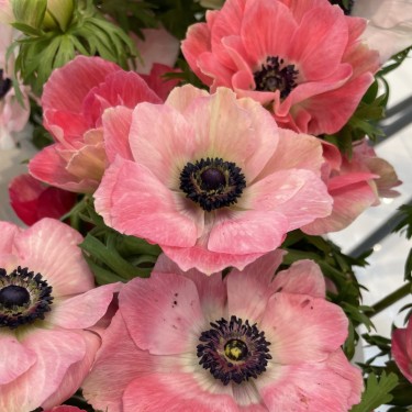 Anemone coronaria MISTRAL PLUS® 'Pinkie'