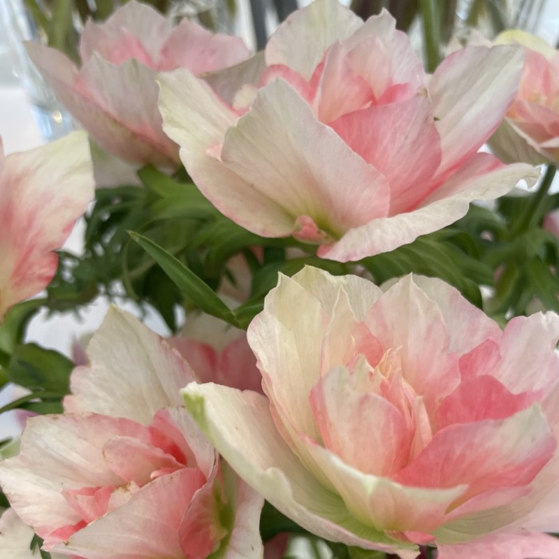 Anemone coronaria MISTRAL® 'Rosa Chiaro'