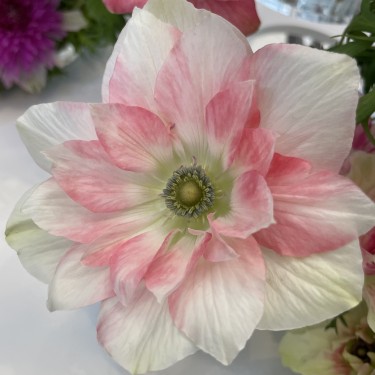 Anemone coronaria MISTRAL® 'Rosa Chiaro'