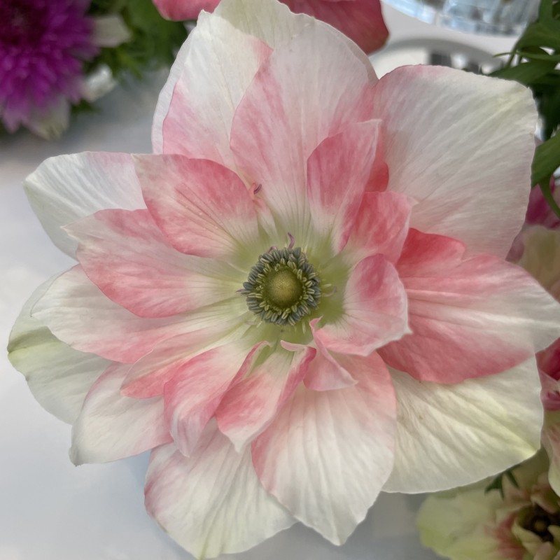 Anemone coronaria MISTRAL® 'Rosa Chiaro'