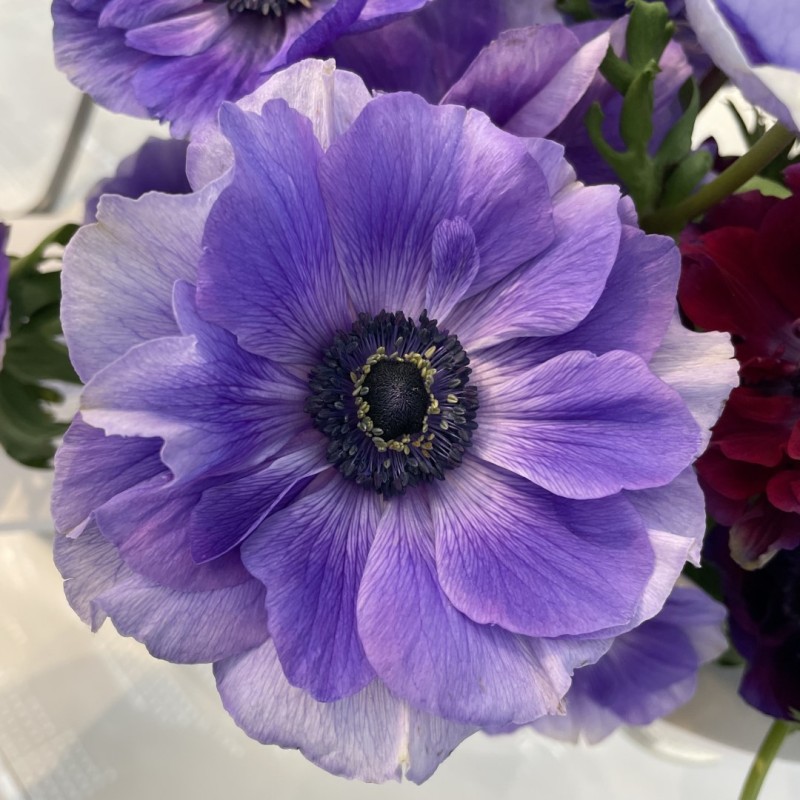 Anemone coronaria MISTRAL PLUS® 'Blu'