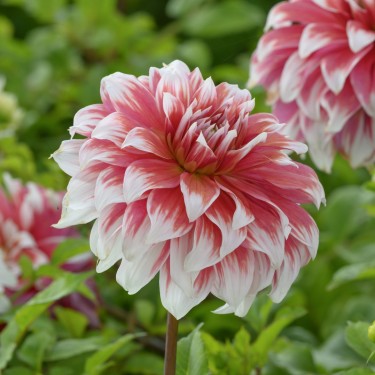Dahlia 'Frost Nip'