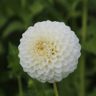 Dahlia 'Ryecroft Jan'