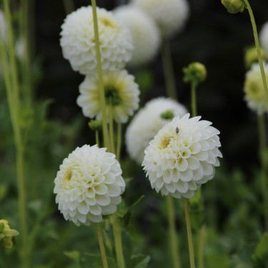 Dahlia 'Ryecroft Jan'