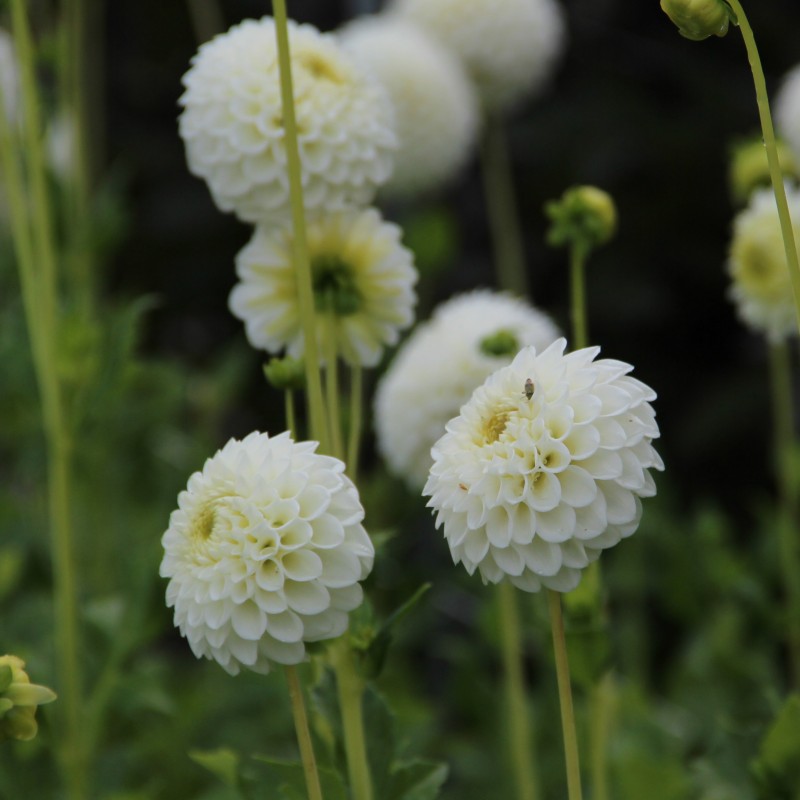 Dahlia 'Ryecroft Jan'