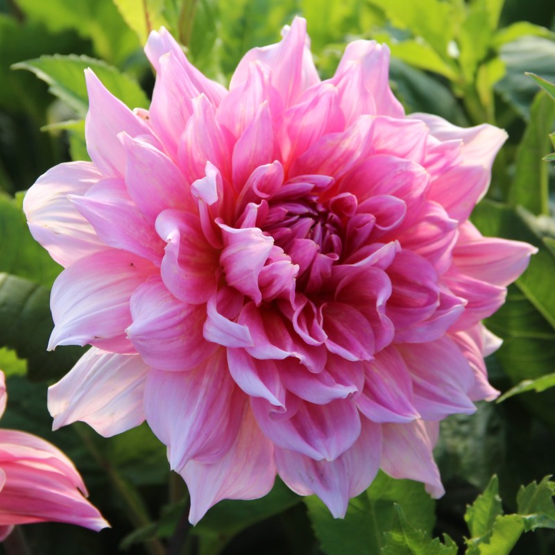 Dahlia 'Otto's Thrill'