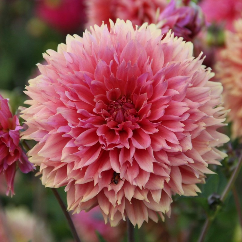 Dahlia 'Orange Fubuki'