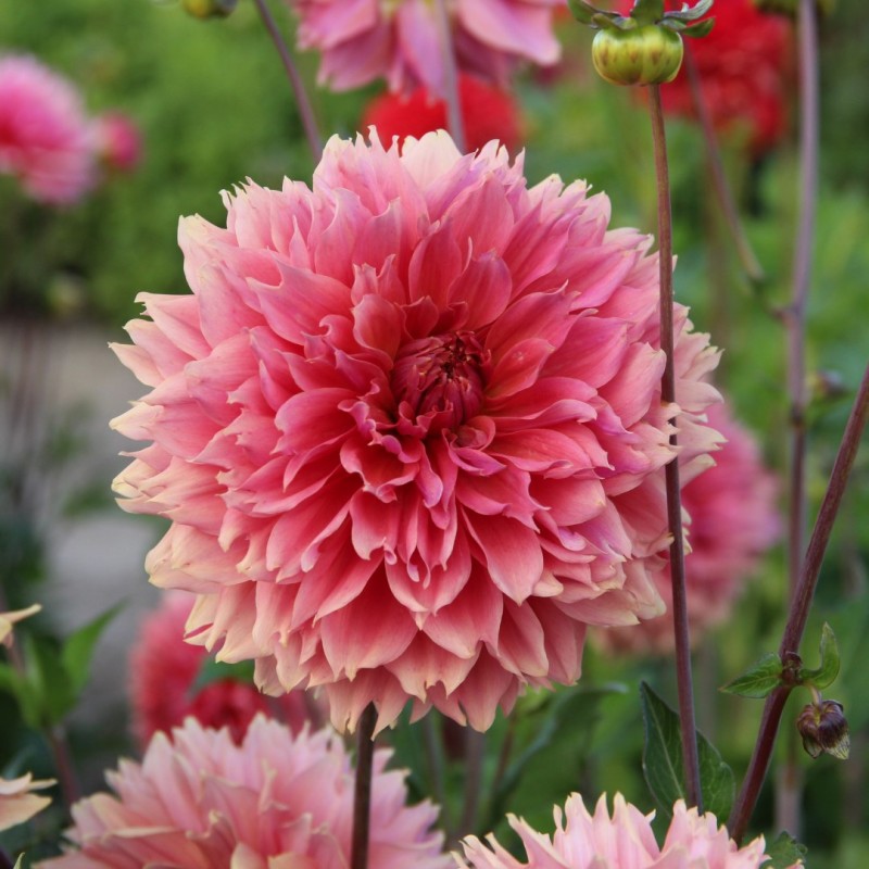 Dahlia 'Orange Fubuki'