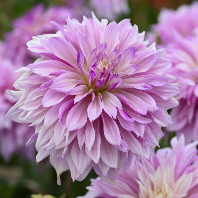 Dahlia 'Labyrinth Twotone'