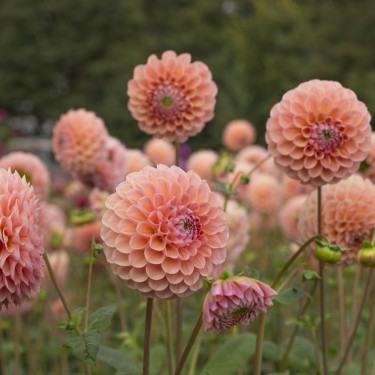 Dahlia 'Linda's Baby ®'