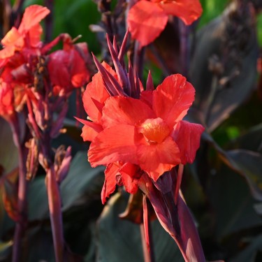 Canna 'Cleopatra' Red