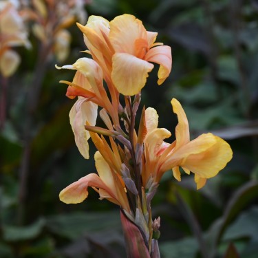 Canna 'Madame Angele Martin'
