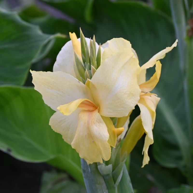 Canna 'Vanilla Cream'