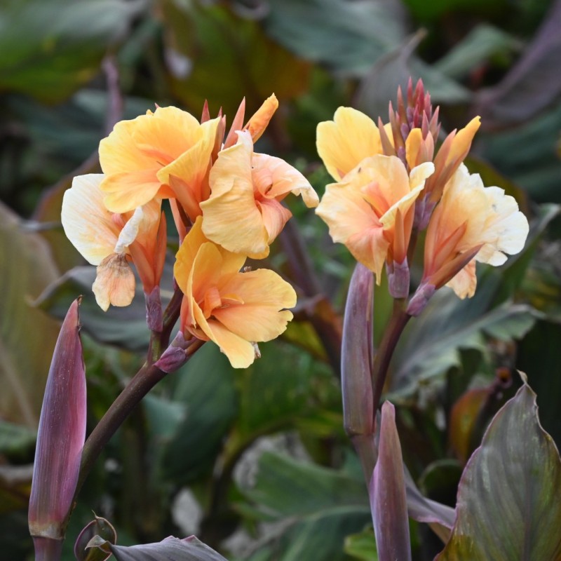Canna 'Apricot Dream'