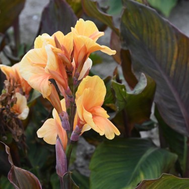Canna 'Apricot Dream'