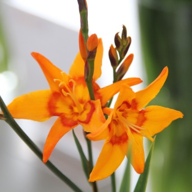 Crocosmia 'Nimbus'