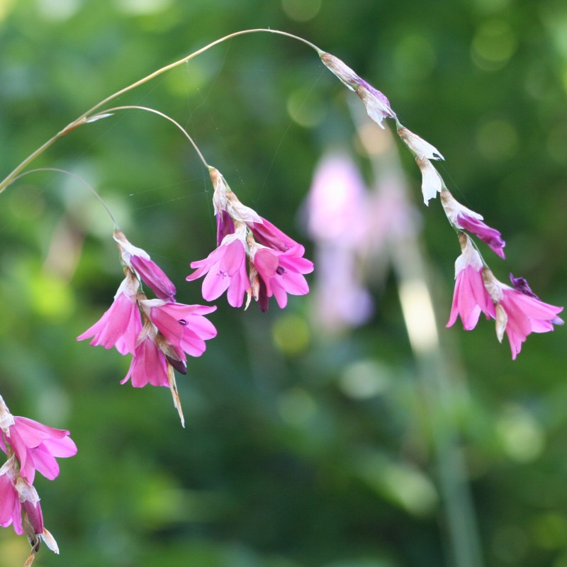 Dierama igneum