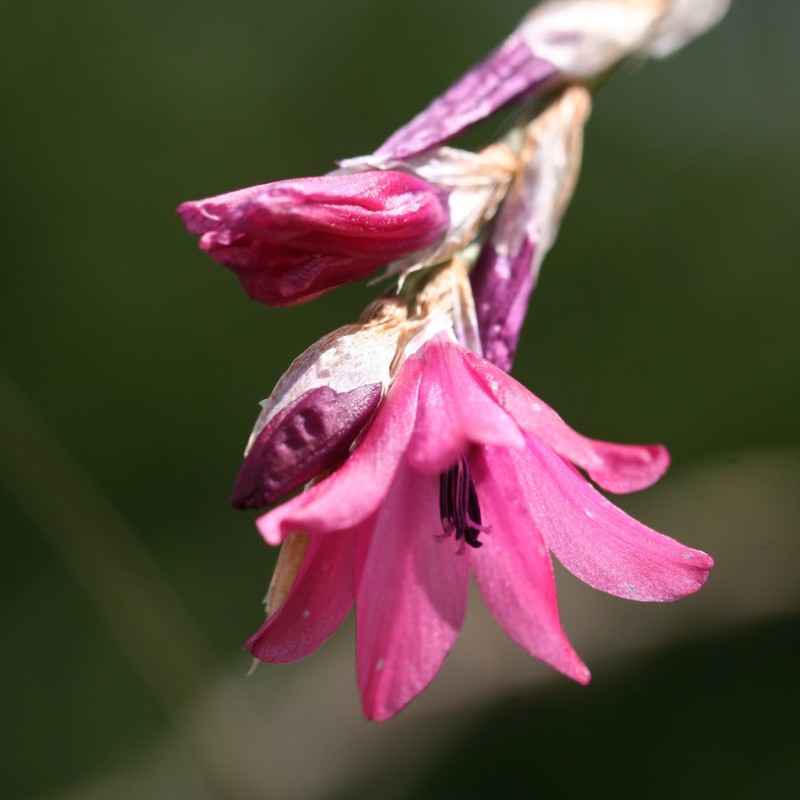 Dierama igneum
