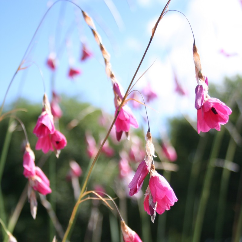 Dierama dracomontanum