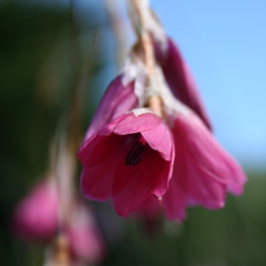 Dierama dracomontanum