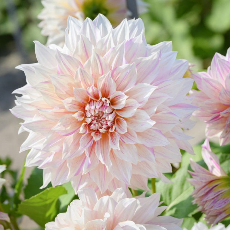 Dahlia 'Café au Lait Twist'