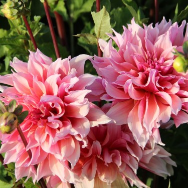 Dahlia Labyrinth | Tuinbloem met mooie kleuren
