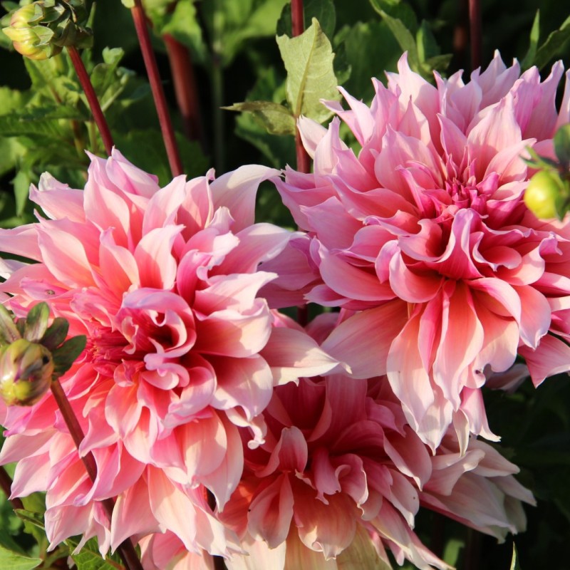 Dahlia Labyrinth | Tuinbloem met mooie kleuren