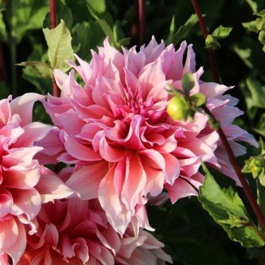 Dahlia Labyrinth | Tuinbloem met mooie kleuren