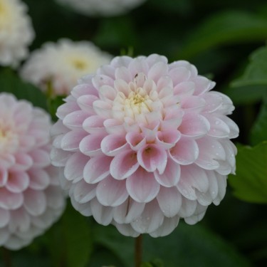 Dahlia 'Wizard of Lightening'
