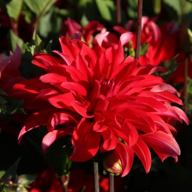 Dahlia 'Red Labyrinth'