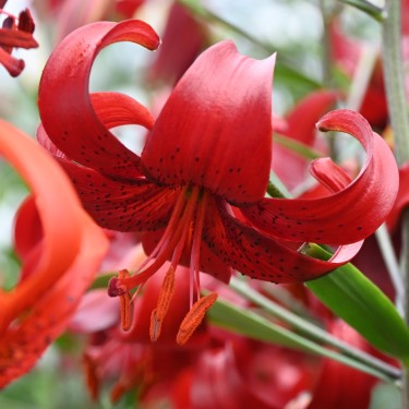 Lilium 'Red Velvet'