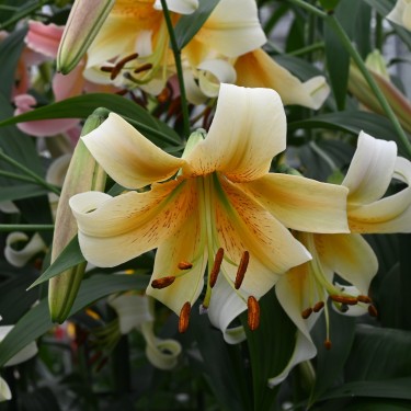 Lilium 'Mister Cas'