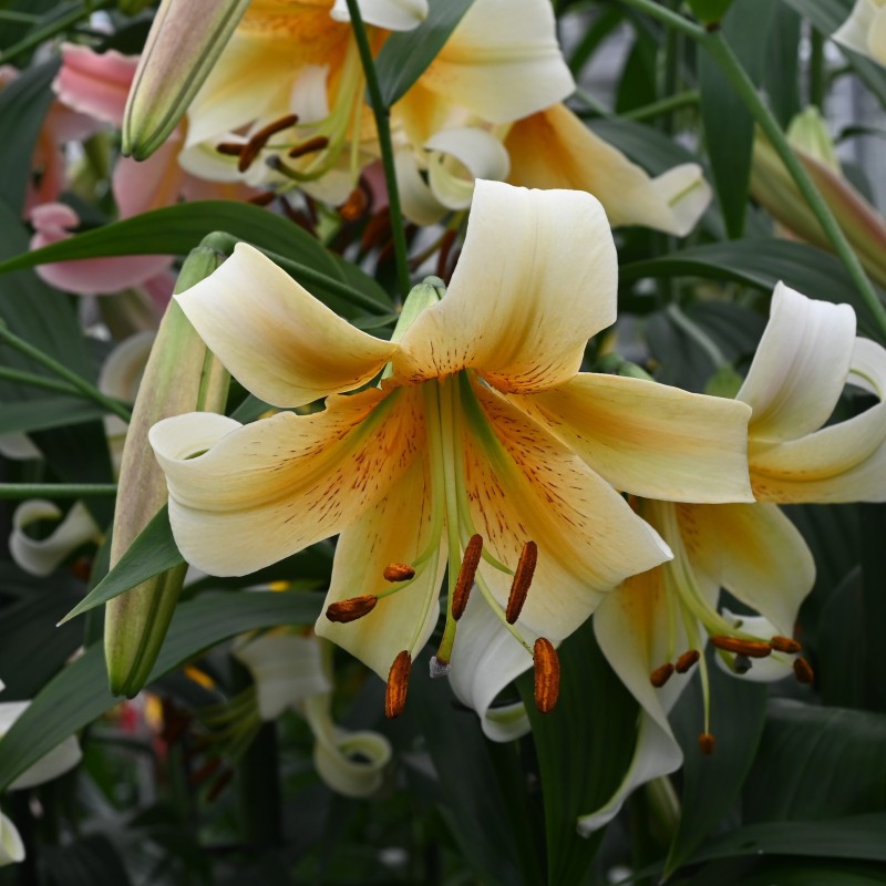 Lilium 'Mister Cas'