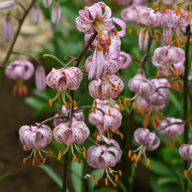 Lilium martagon 'Purple Morning'