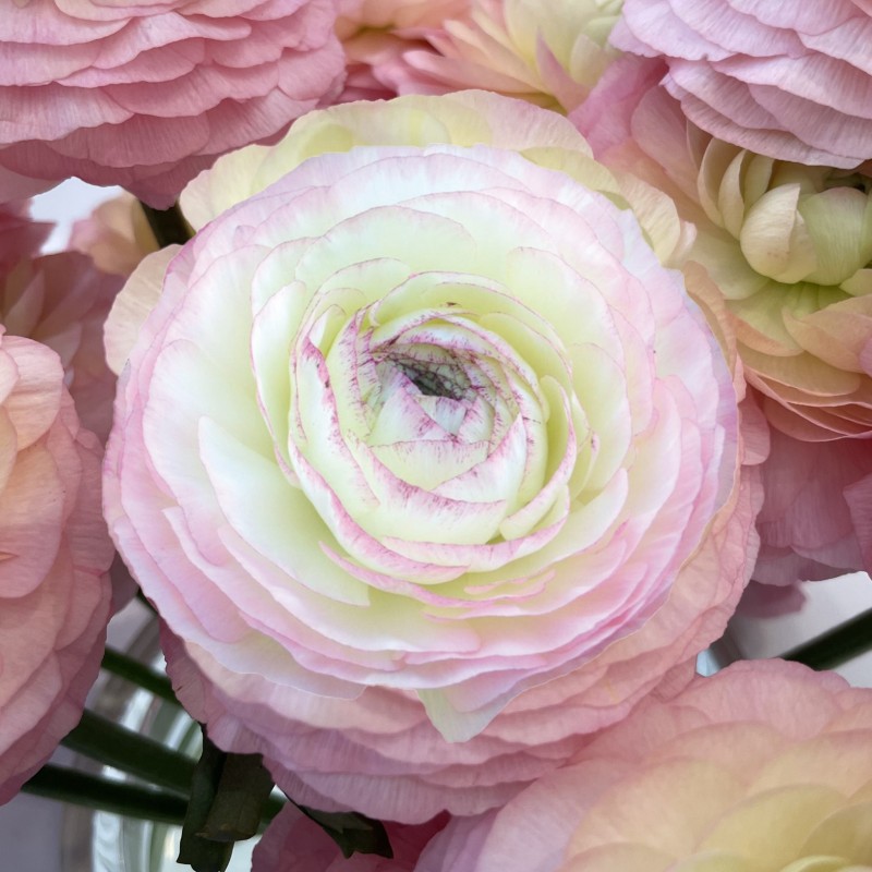 Ranunculus ELEGANCE® 'Bianco Sfumato'