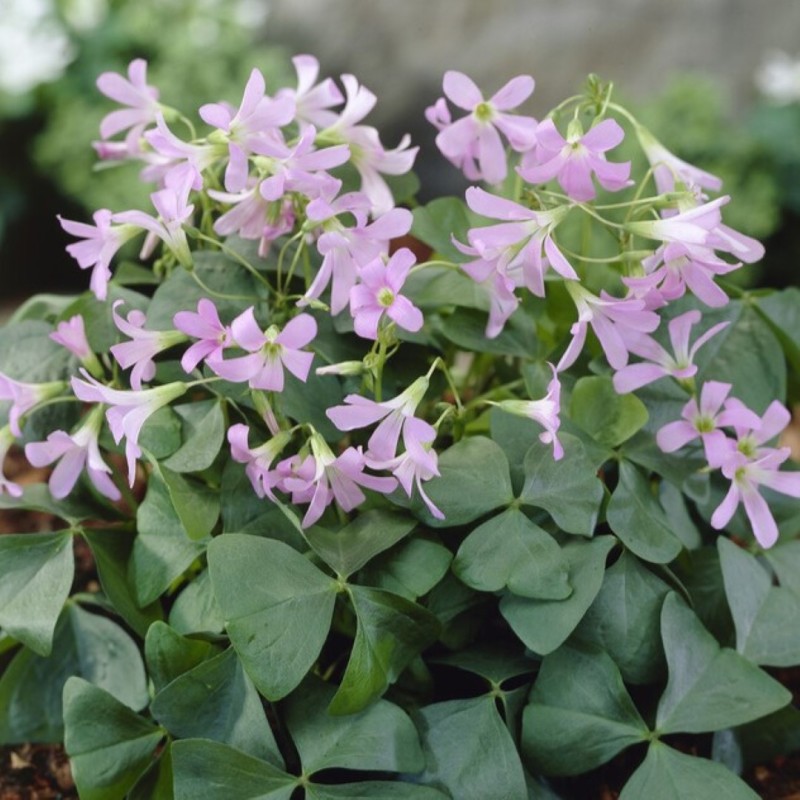 Oxalis triangularis 'Amber' ®