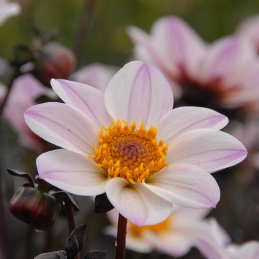 Dahlia 'Happy Single Princess' ®