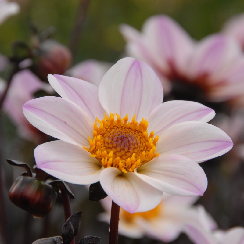 Dahlia 'Happy Single Princess' ®