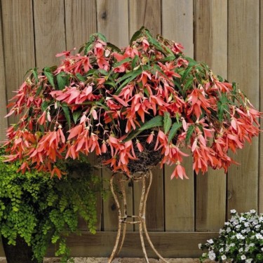 Begonia Bertinii boliviensis 'San Francisco'