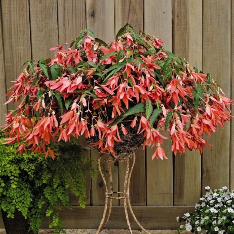 Begonia Bertinii boliviensis 'San Francisco'