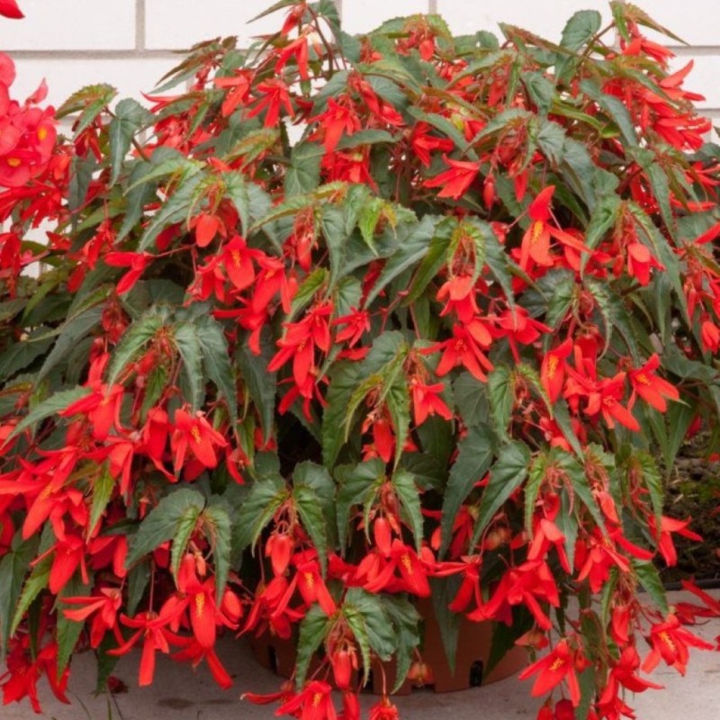 Begonia Bertinii boliviensis 'Santa Cruz'