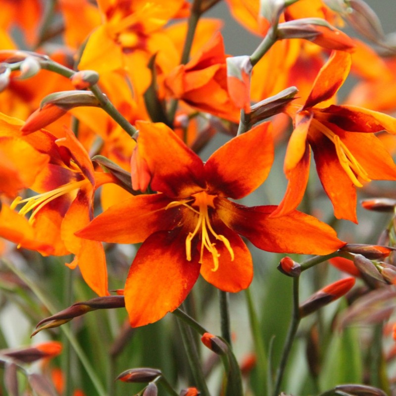 Crocosmia 'Emily Mckenzie' 