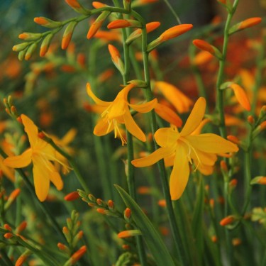 Crocosmia 'George Davison'